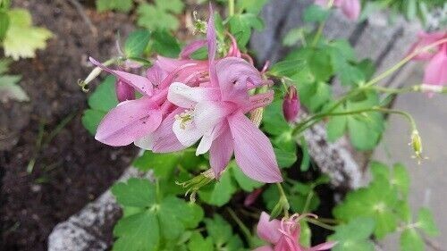 Akelei aquilegia rosa - ,