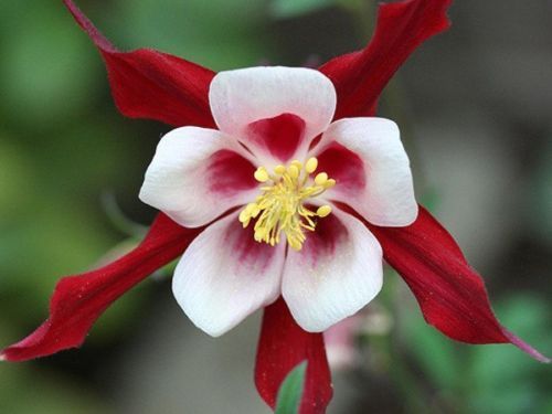 Akelei roter stern crimson - akelei, „crimson
