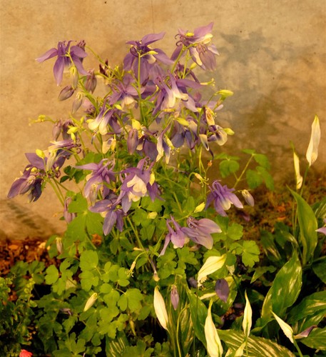 Akelei blue star aquilegia - akelei,