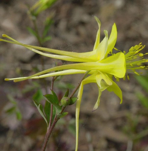Akelei denver gold aquilegia - akelei,