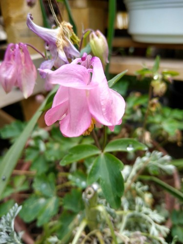 Akelei rosa samen - rosa,