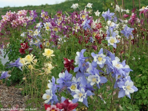 Kopie von akelei aquilegia - akelei,