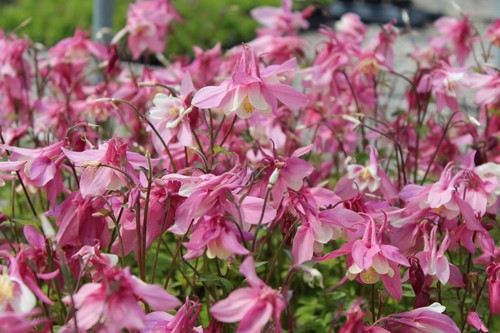 100 samen akelei aquilegia - 100,