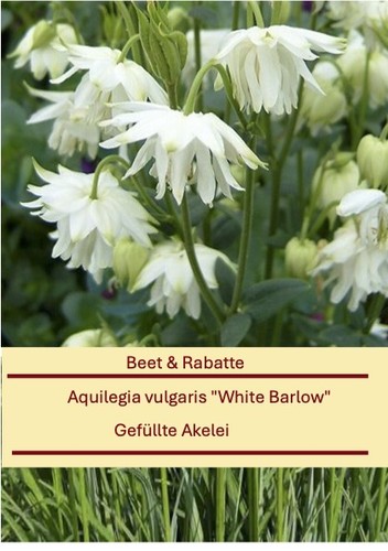 Aquilegia vulgaris white - vulgaris,