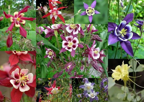 700 samen akelei aquilegia - 700+,