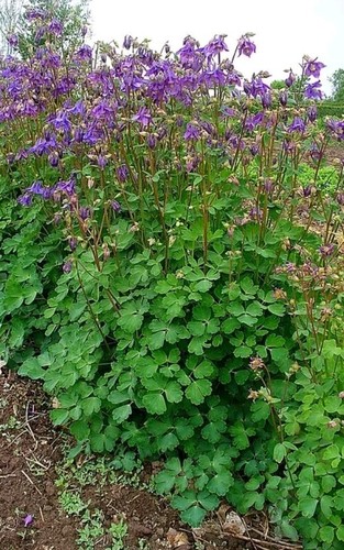 100 samen akelei aquilegia - ,