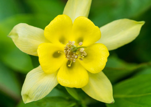 Akelei gelb yellow - 'yellow, 20