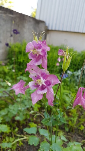 Akelei aquilegia rosa 2 - akelei,