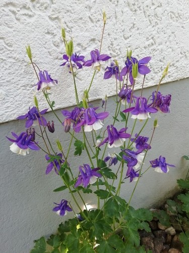 Aquilegia vulgaris akelei - vulgaris,,
