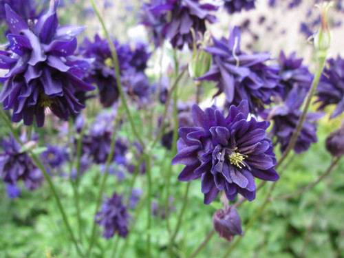 Akelei aquilegia vulgaris blue - akelei,