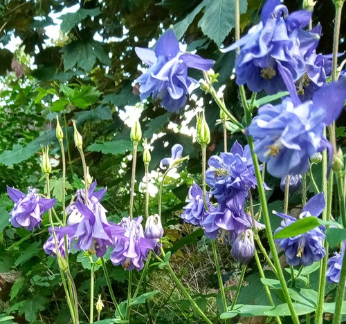 Akelei wald aquilegia - wald-akelei,,