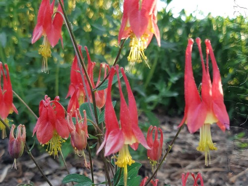 Seeds aquilegia canadensis - seeds,