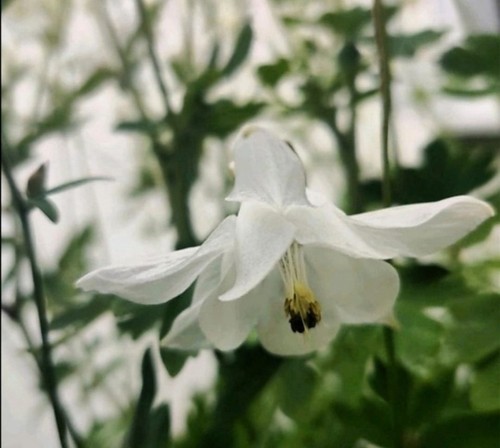 Akelei blumen samen - blumen, weiß