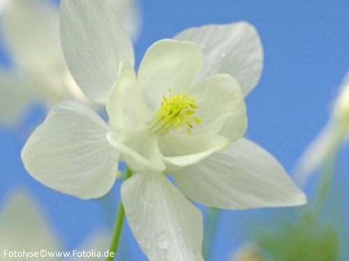Staude weiße akelei aquilegia - weiße,